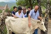 نماهنگ برگزاری اردو جهادی دامپزشکی در استان مازندران