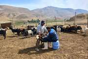 ۱۹۰۰ راس دام سبک روستای لاسم علیه بیماری تب برفکی واکسینه شدند