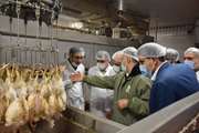 نظارت بر کشتار بیش از 87 میلیون قطعه مرغ در کشتارگاه های طیور استان مازندران