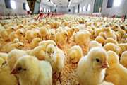 انجام بیش از21 میلیون قطعه  جوجه ریزی در مرغداری های ساری