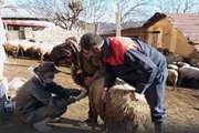 پایش مستمر بیماری‌های دامی در شهرستان سوادکوه با نظارت دقیق دامپزشکی