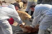 واکسیناسیون ۱۳۰۸ قلاده سگ در نکا
