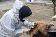 پایش ۱۰ هزار و ۹۹ واحدی آنفلوآنزای فوق‌حاد طیور در مازندران؛ آمادگی حداکثری دامپزشکی در مراقبت از زنجیره تولید