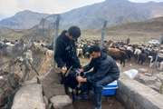 پوشش ۱۰۶ درصدی واکسیناسیون دام‌های سبک در آمل علیه طاعون نشخوارکنندگان