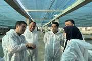 بازدید میدانی مدیرکل بهداشت و مدیریت بیماری‌های آبزیان از ظرفیت های آبزی پروری مازندران