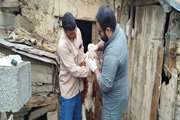 واکسیناسیون گسترده دام‌های روستای سارم نکا در هفته پدافند غیرعامل