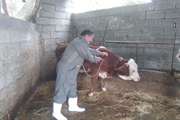 دام های روستای چمازکتی قائمشهر علیه بیماری تب برفکی واکسینه شدند