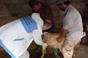رزمایش پدافند زیستی دامپزشکی بابلسر با واکسیناسیون دام‌های کوچک برگزار شد