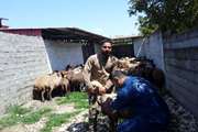 روستای شورکای جویبار علیه بیماری‌های آبله و شاربن واکسینه شد