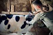 پوشش ۹6 درصدی طرح پایش تب مالت در مازندران / واکسیناسیون ۳۷۴ هزار دام