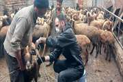 واکسیناسیون ۱۷۰۰ رأس دام سبک در شرمکلا علیه بیماری طاعون نشخوارکنندگان کوچک