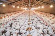 صدور بالغ بر ۱۰۸ هزار مجوزهای پرورش مرغ گوشتی و مادر در مازندران/ رشد پایدار در جوجه‌ریزی استان