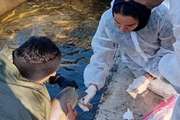 نمونه‌برداری و نظارت ویژه در مرکز پرورش ماهیان سردآبی ساری در چارچوب برنامه ملی مراقبت بیماری‌های ویروسی