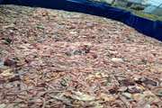 ورود غیرمجاز ۴ تن آلایشات غیرخوراکی طیور به مازندران ناکام ماند