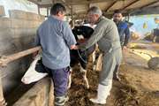 واکسیناسیون دام‌ها و آموزش بهداشتی در روستای ملاکلا؛ تأکید بر پیشگیری از تب کریمه کنگو