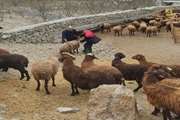 واکسیناسیون ۵۰۰۰ راس دام سبک در روستای اندوار آمل علیه بیماری تب برفکی