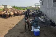 واکسیناسیون هزار رأس دام سبک در روستای سهری آمل علیه بیماری دامی آبله
