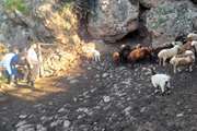 واکسیناسیون جهادی دام علیه تب برفکی در روستای گلین رامسر