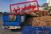 توقیف ۱۴۰۰ کیلوگرم روده طیور غیرمجاز در میاندورود
