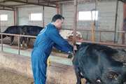 انجام تست سل و بروسلوز در دام‌های روستای میستان جویبار 