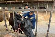 واکسیناسیون و ویزیت رایگان دام در سه روستای سوادکوه شمالی در هفته دامپزشکی