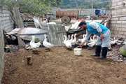  واکسیناسیون نیوکاسل طیور بومی در روستاهای قائمشهر