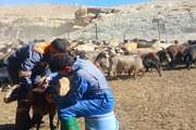 واکسیناسیون دام‌های سبک در روستاهای لاسم و زیار آمل علیه دو بیماری واگیردار