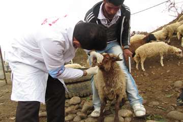 فعاليت شبكه دامپزشكي شهرستان چالوس در ايام عيد قربان به روايت تصوير