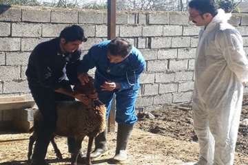 دامپزشکی مازندران در دهه فجر از نگاه دوربین