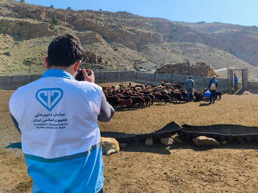 گزارش تصویری از برگزاری چهارمین رزمایش جهاد دامپزشکی استان مازندران در منطقه پشت کوه بخش چهاردانگه شهرستان ساری