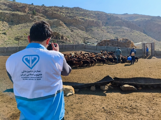 گزارش تصویری از برگزاری چهارمین رزمایش جهاد دامپزشکی استان مازندران در منطقه پشت کوه بخش چهاردانگه شهرستان ساری