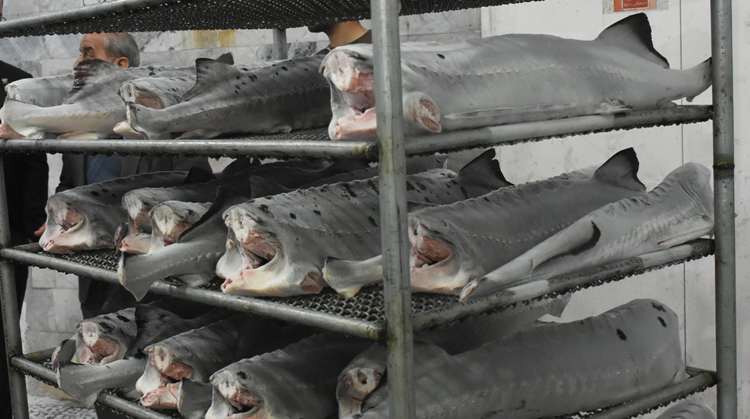 رشد چشمگیر  ۵۵ درصدی صادرات ماهی خوراکی مازندران در 10 ماهه سال جاری
