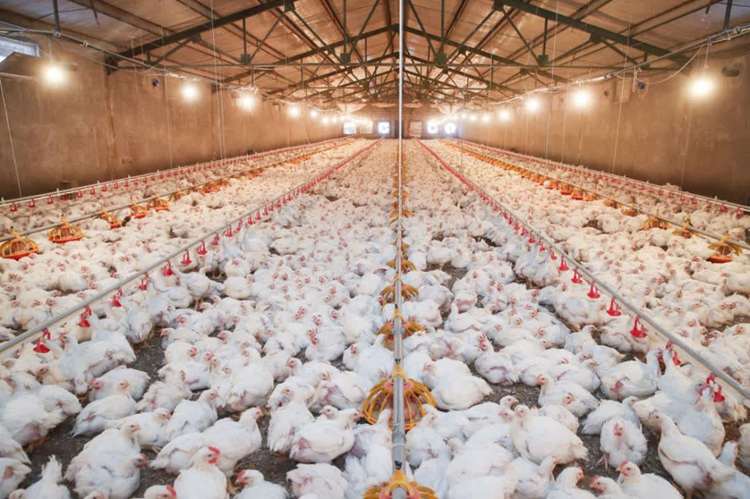 صدور بالغ بر ۱۰۸ هزار مجوزهای پرورش مرغ گوشتی و مادر در مازندران/ رشد پایدار در جوجه‌ریزی استان