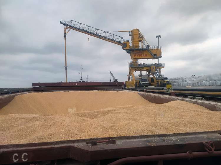  مازندران 25 درصد نهاده جو و ذرت کشور را تأمین می‌کند