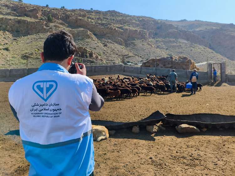 گزارش تصویری از برگزاری چهارمین رزمایش جهاد دامپزشکی استان مازندران در منطقه پشت کوه بخش چهاردانگه شهرستان ساری