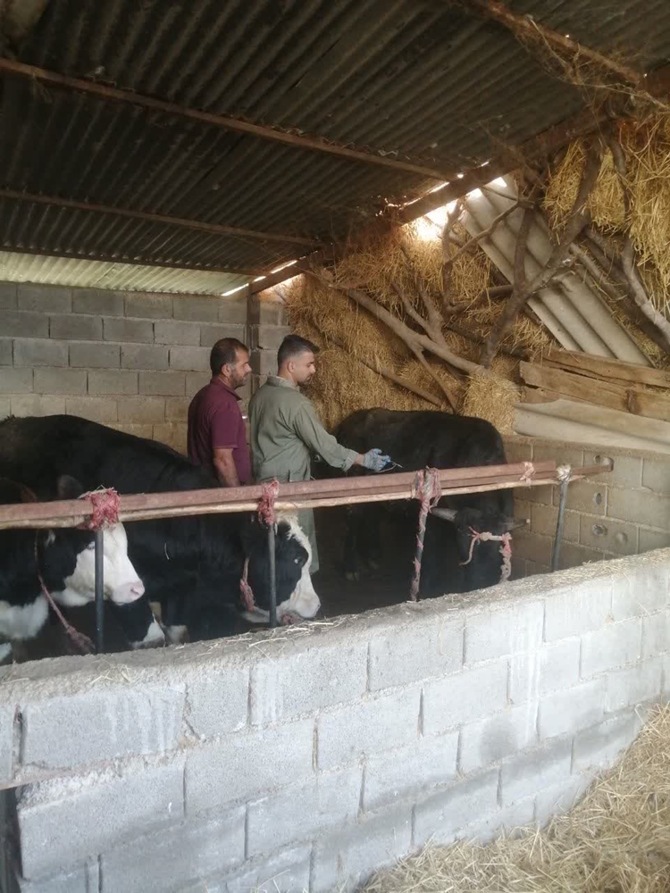 پوشش گسترده واکسیناسیون دام‌های سنگین در روستاهای بابل علیه بیماری تب برفکی