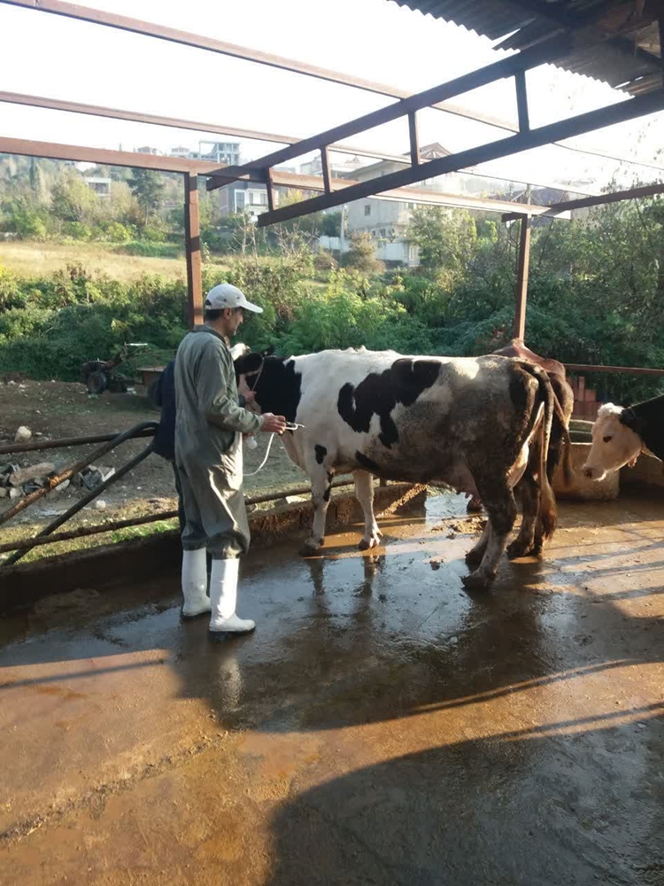 واکسیناسیون گسترده دام سنگین علیه بیماری تب برفکی در روستاهای بخش مرکزی بابل