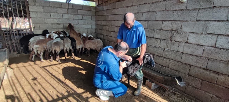 اجرای رزمایش خدمات دامپزشکی در روستای میانملک جویبار به مناسبت هفته بسیج