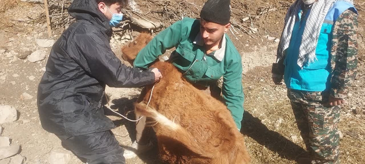 جهاد خدمت رسانی دامپزشکی در روستاهای صعب العبور آمل
