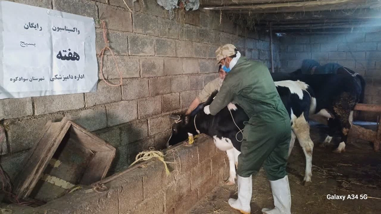 اجرای اردوی جهادی خدمت‌رسانی دامپزشکی در روستای پاشا کلای سوادکوه