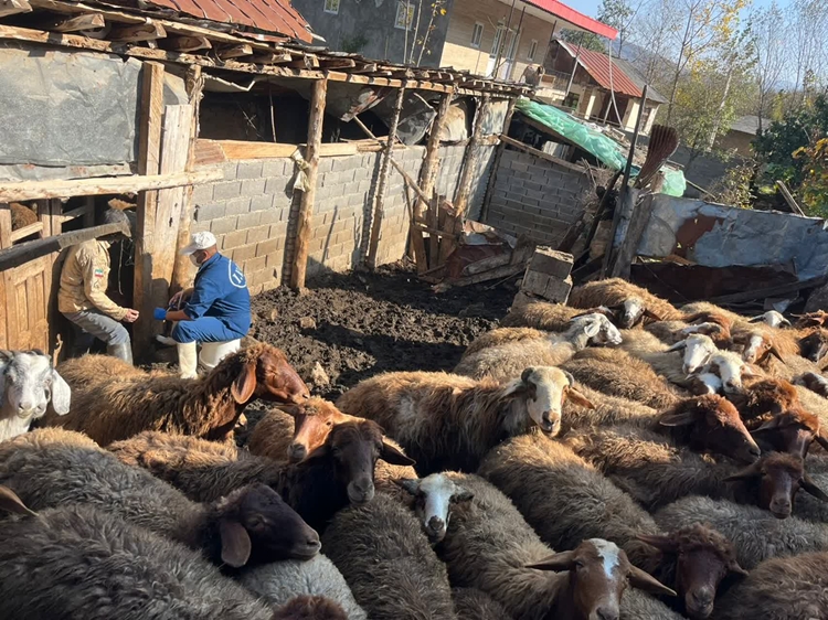 برگزاری اردوی جهادی دامپزشکی در روستای حسین آباد نکا