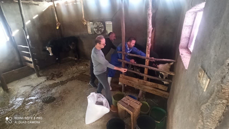 واکسیناسیون دام‌های سنگین در رامسر برای مقابله با بیماری تب برفکی