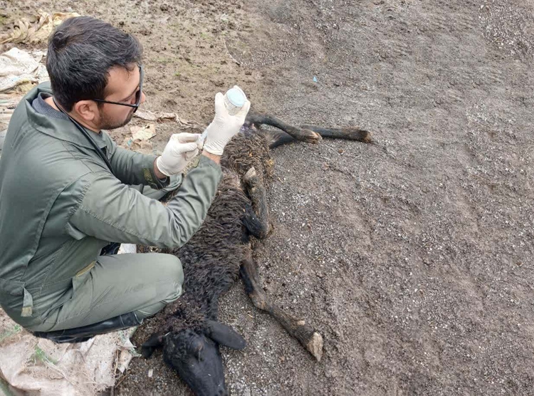 ارائه خدمات رایگان دامپزشکی در روستای شهنه‌کلا به مناسبت دهه فجر