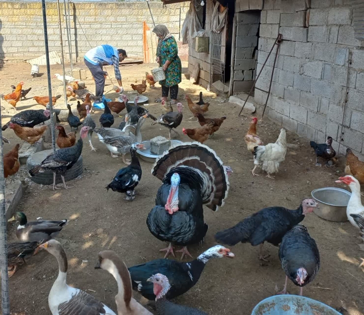 ادامه واکسیناسیون طیور بومی در روستاهای محمودآباد؛ ارائه خدمات آموزشی و مشاوره رایگان به پرورش‌دهندگان