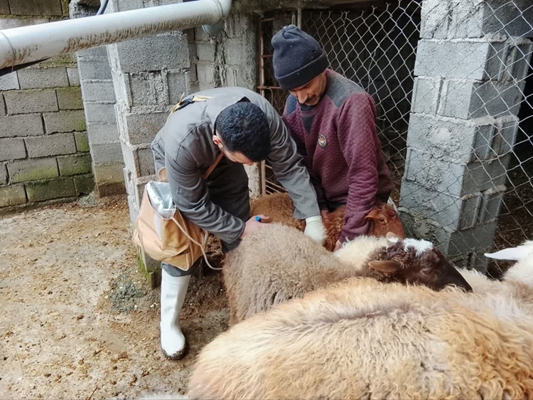 واکسیناسیون دام‌های روستای قادیکلای بزرگ قائمشهر علیه تب برفکی