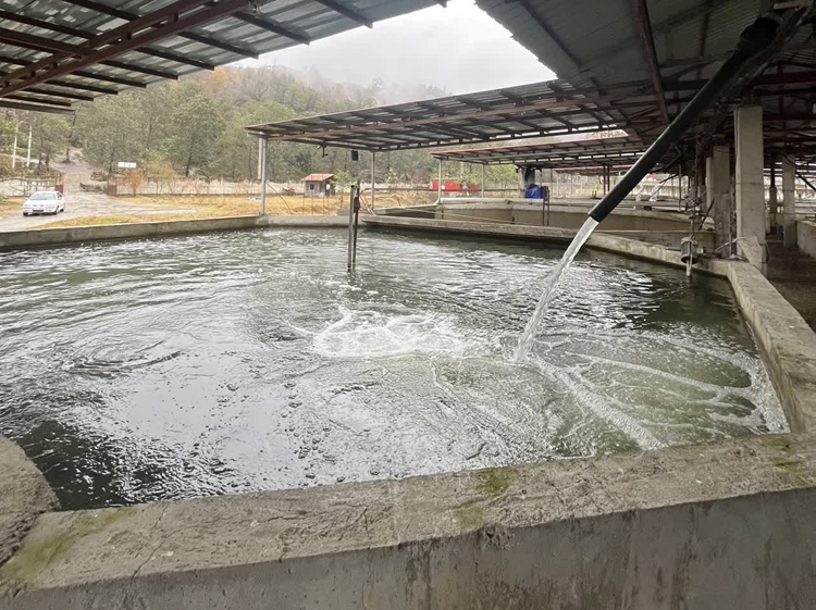 54 بازدید از واحدهای پرورش ماهی سردآبی و گرمابی در سوادکوه شمالی