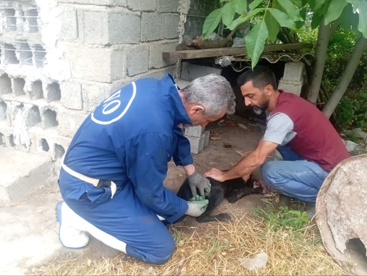پوشش واکسیناسیون هاری در ۱۷ روستای سیمرغ؛ ۱۳۴ قلاده سگ گله ایمن شدند