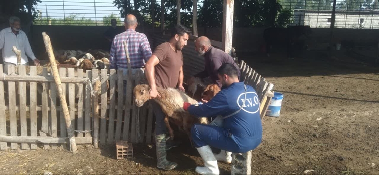واکسیناسیون رایگان ۱۳۰۰ رأس دام سبک و سنگین علیه تب برفکی در هزارجریب بهشهر