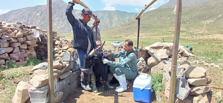 واکسیناسیون ۳هزار و ۵۰۰ رأس دام سبک علیه آبله و تب مالت در روستای تینه لاریجان