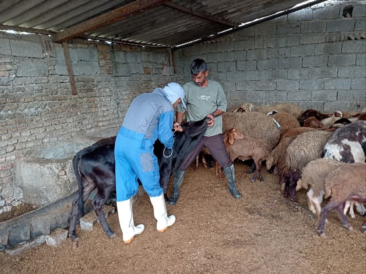 همزمان با هفته دامپزشکی؛ واکسیناسیون رایگان 1230 رأس دام سبک و سنگین در روستای سوربن میاندورود 